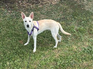 Meticcio di nome Ciccio