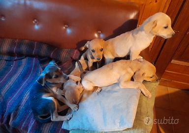 Cagnolini