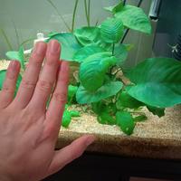 Anubias e altre piante