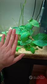 Anubias e altre piante