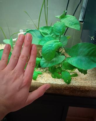 Anubias e altre piante