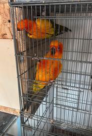 Coppia conuro del sole