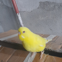 Piccioncini "Lovebirds"