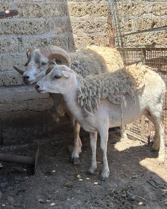 Coppia adulta di pecora nana D' ouessant