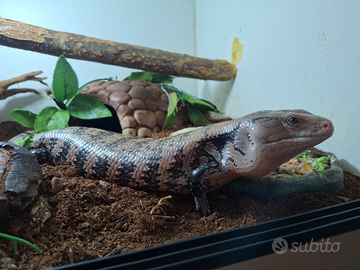 Scinco dalla lingua blu