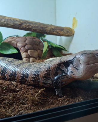 Scinco dalla lingua blu