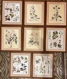 Set 8 stampe botaniche incorniciate – stile vintag