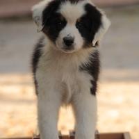 Cucciolo tricolore australian shepherd