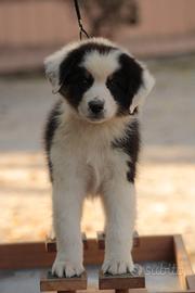 Cucciolo tricolore australian shepherd