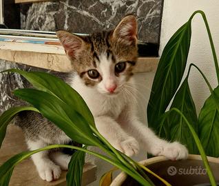 Rudi: gattino maschio