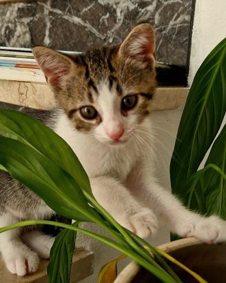 Rudi: gattino maschio