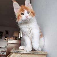 Maine Coon