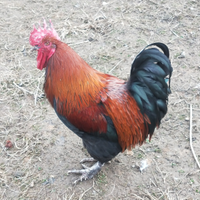 Galli ornamentali