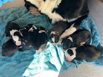 Cuccioli border collie