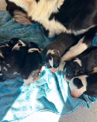Cuccioli border collie