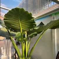 alocasia orecchia di elefante 