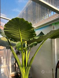 alocasia orecchia di elefante 