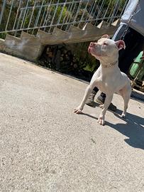 Pitbull