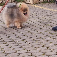 Spitz Di Pomerania Mini