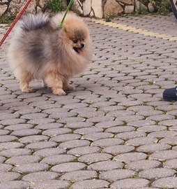 Spitz Di Pomerania Mini