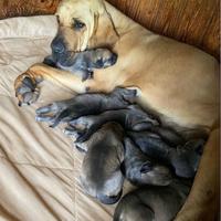 Cuccioli di Fila Brasileiro