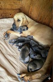 Cuccioli di Fila Brasileiro