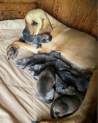 Cuccioli di Fila Brasileiro