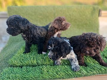 Lagotto Romagnolo