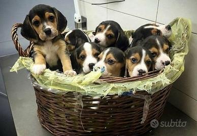 Cane beagle cuccioli