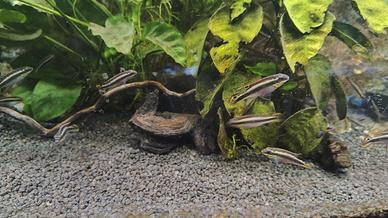 pelvicachromis pulcher