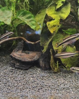 pelvicachromis pulcher