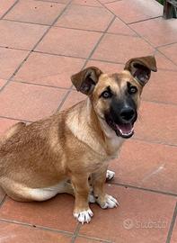 Cucciolo mix bassotto di 5 mesi buono e dolce