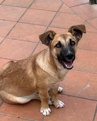 Cucciolo mix bassotto di 5 mesi buono e dolce