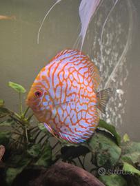 Discus adulti