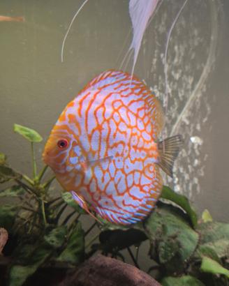 Discus adulti