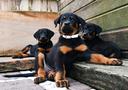 cucciole-beauceron-figlie-di-due-campioni