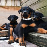 Cucciole BEAUCERON figlie di due Campioni