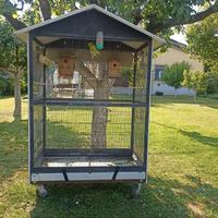 voliera con cocorite