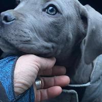Cucciola di cane corso