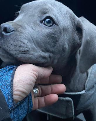 Cucciola di cane corso