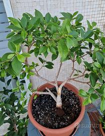 Pre-Bonsai di Ficus Benjamin