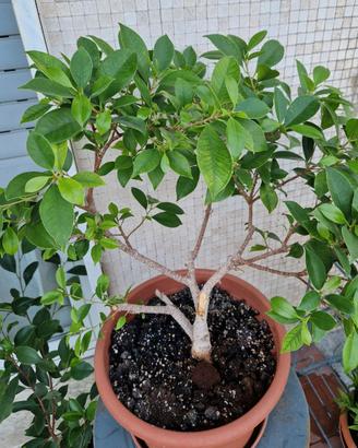 Pre-Bonsai di Ficus Benjamin