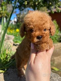 Barboncini Toy red fulvi Toy 2 mesi