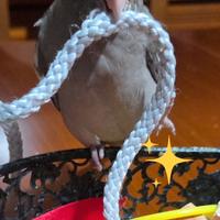 Calopsite maschio allevato a mano