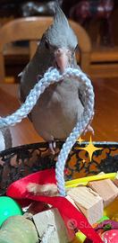 Calopsite maschio allevato a mano