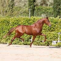 Cavallo pura razza spagnola
