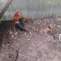 Gallo Phoenix