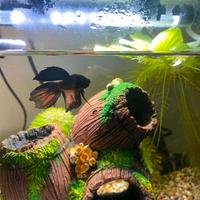 Betta splendens