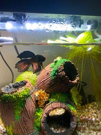 Betta splendens