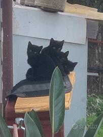 Gattini neri